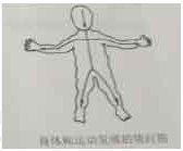 12.【題干】根據(jù)右圖說明兒童動作發(fā)展規(guī)律。